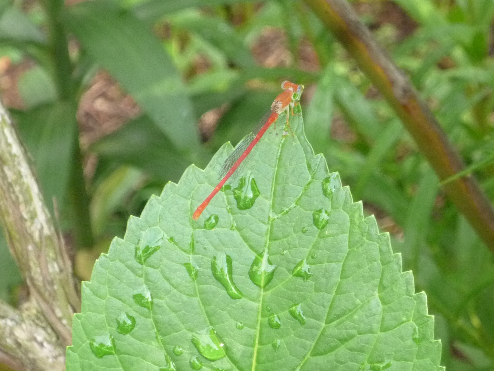P1460416.JPG