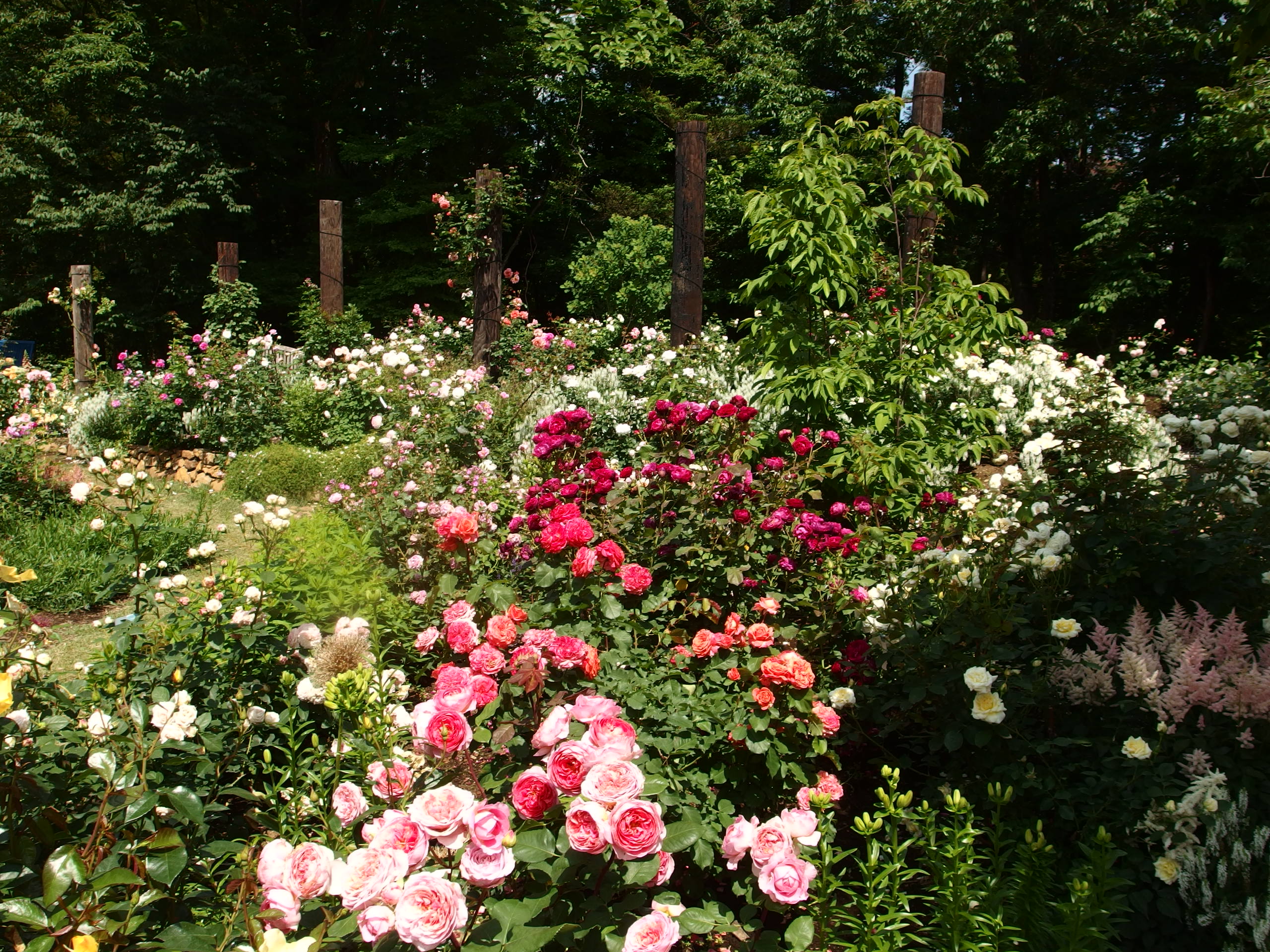 2015-06-10 12.38.20.jpg