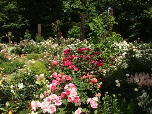 2015-06-10 12.38.20.jpg