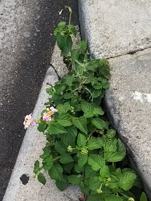 ど根性ランタナ2019