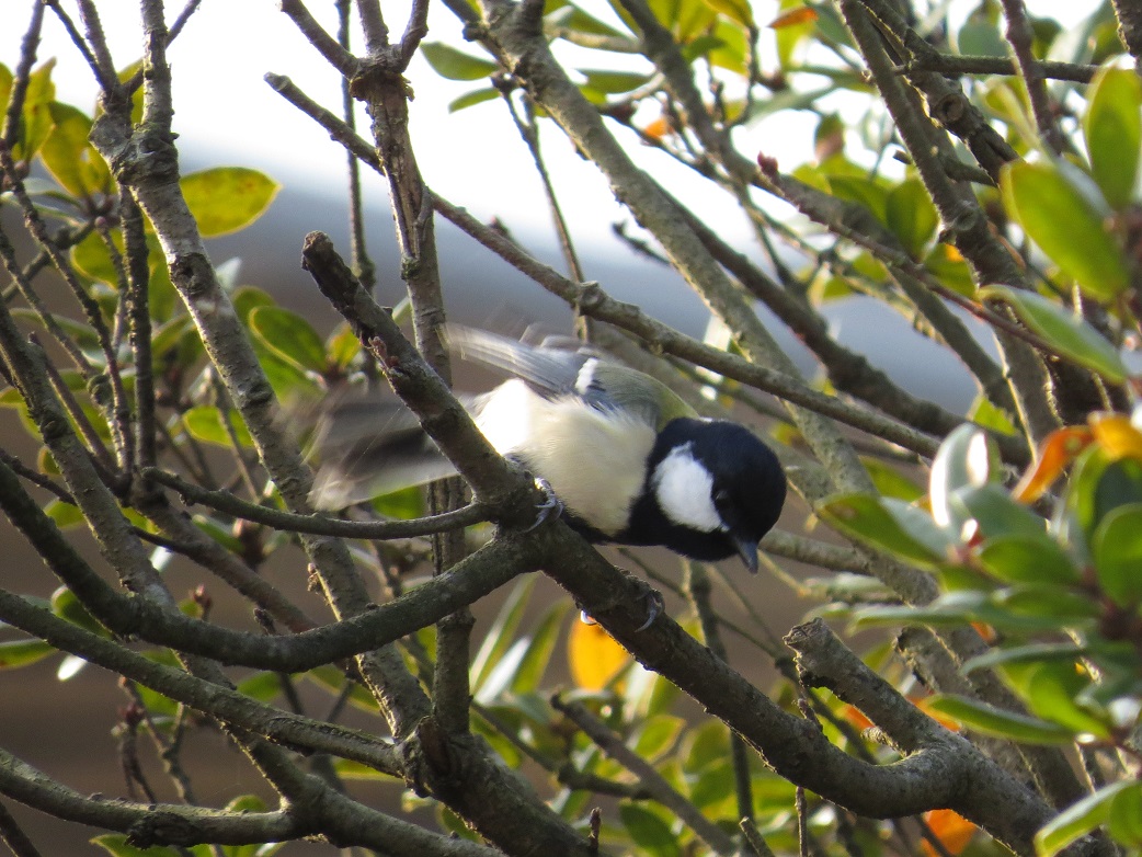 シジュウカラ5641.jpg