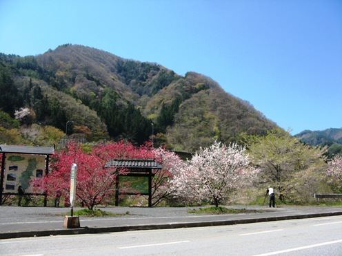 １　園原インター近くのお店の花桃.jpg
