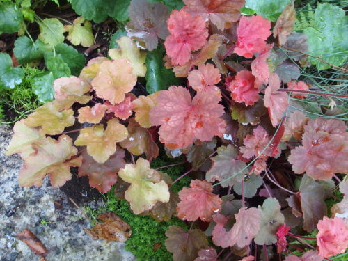 2015-06-24 10.51.31.jpg