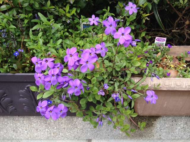 IMG_6956 (640x480).jpg