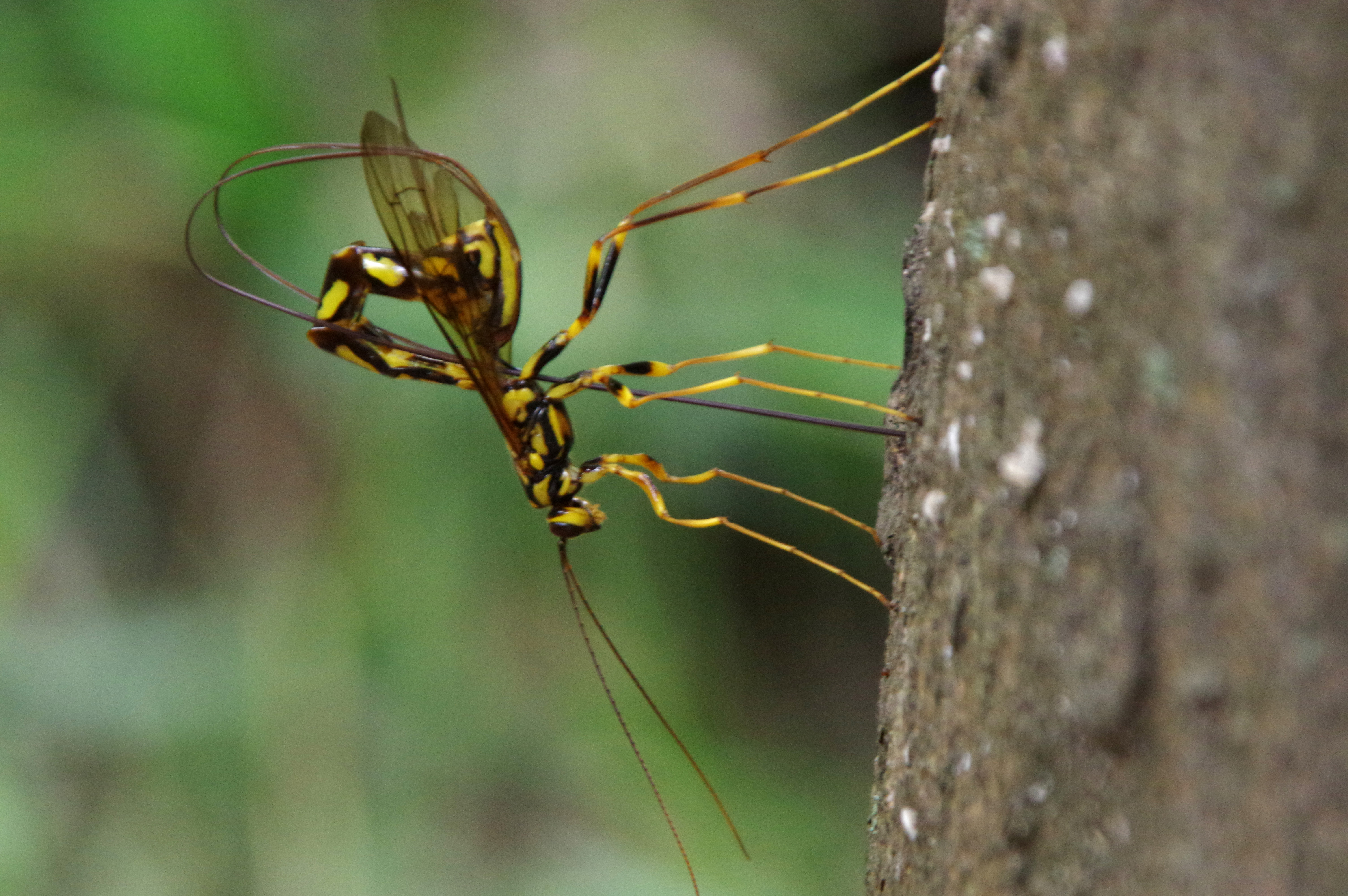 エゾオナガバチ