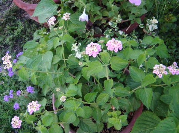 DSC09405.JPG