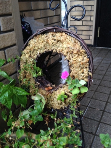 IMG_1353 (480x640).jpg