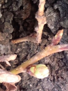 桜の蕾と芽_3月21日