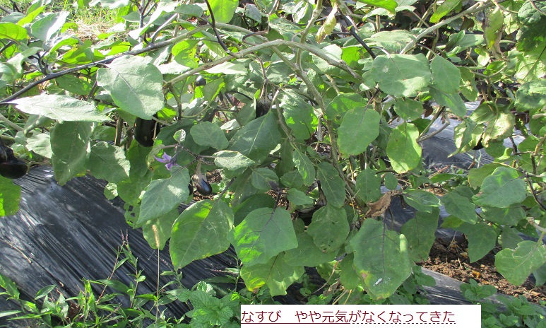 なすびなえ.JPG