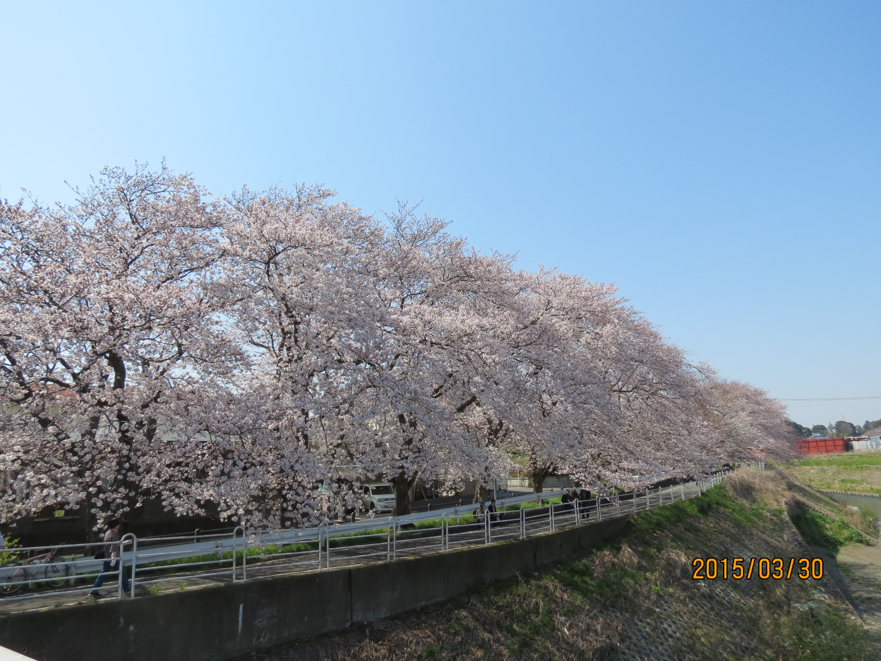 桜 066.JPG