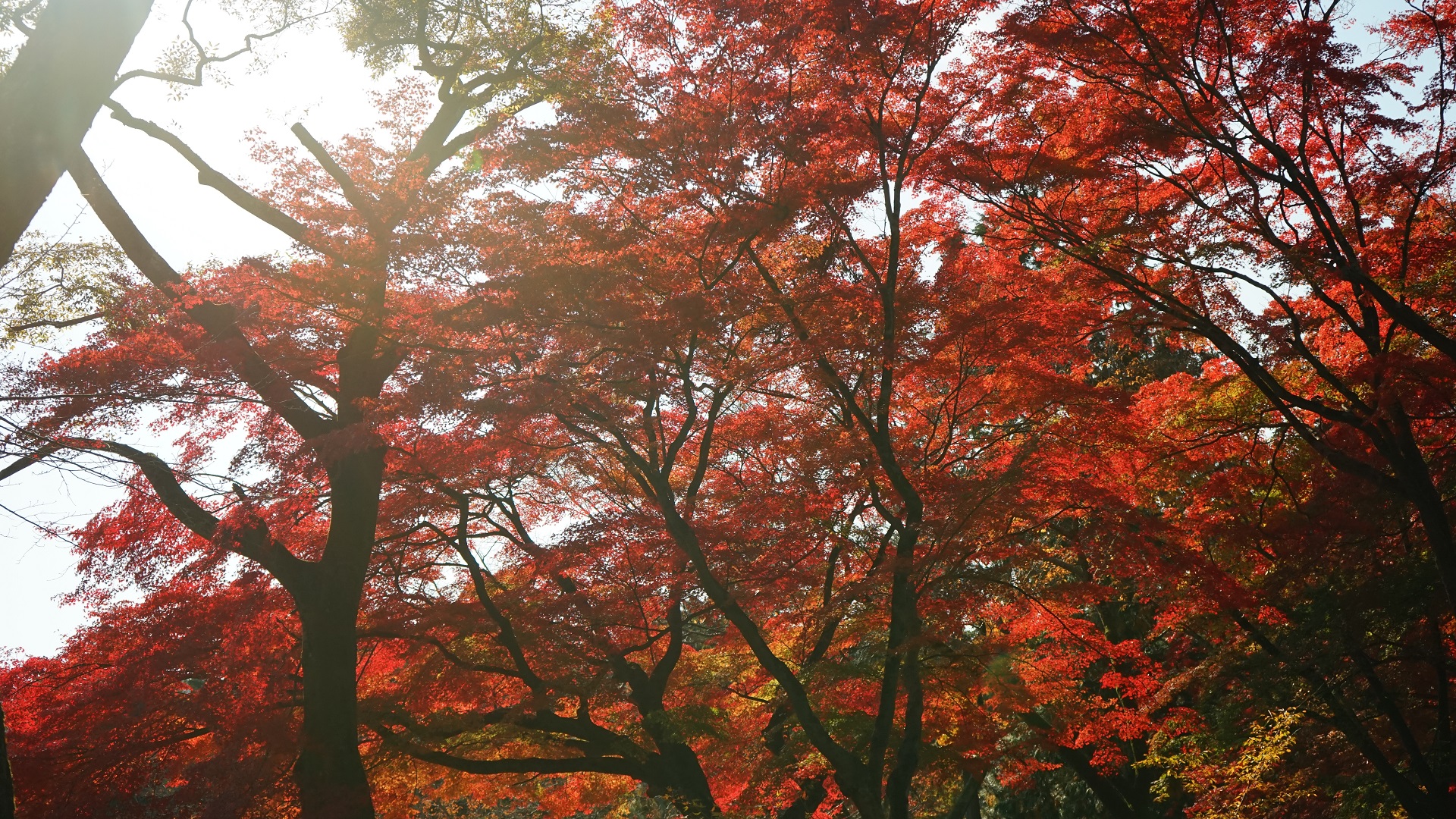 南禅寺　紅葉 日差し.jpg