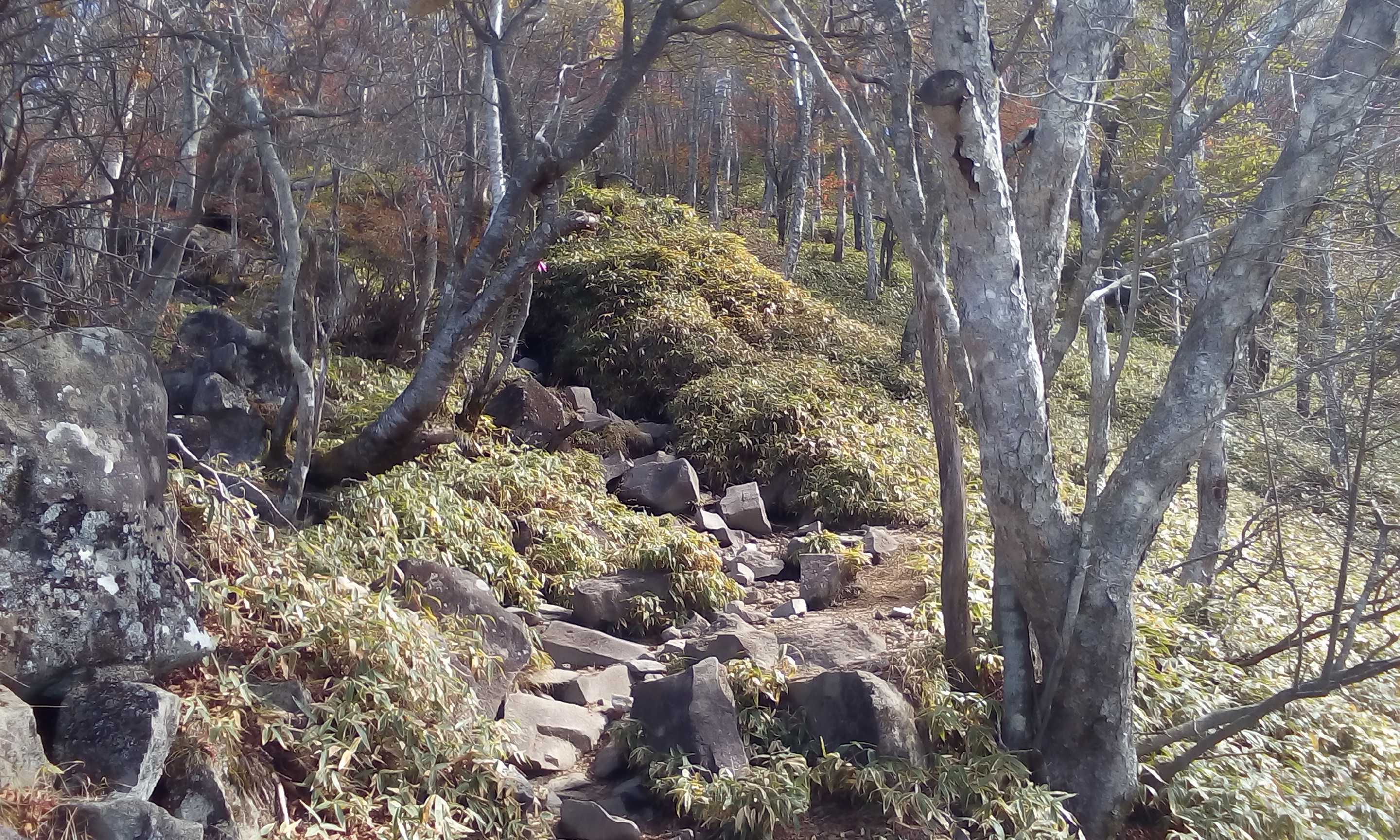 IMG_20151013_100309.jpg