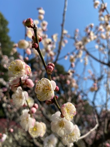 天満宮の梅花 (7).jpg