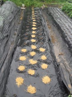 06小雨でも種まき（ダイコン）