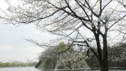大阪城の桜.JPG