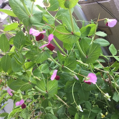 豆苗を育てて 豆を収穫しました 晴れ ときどき手作り 楽天ブログ