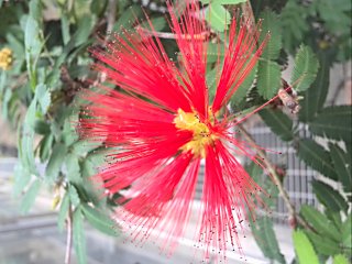 咲くやこの花館　熱帯雨林エリア.jpg