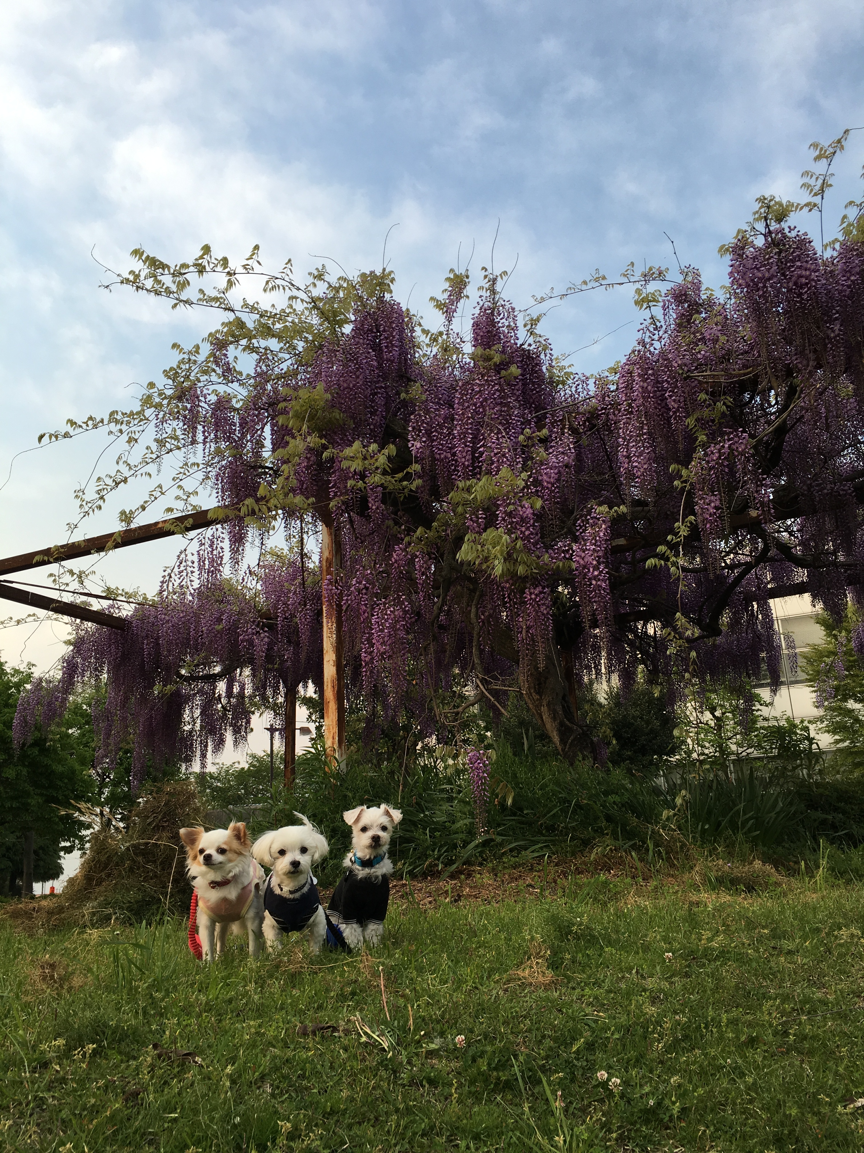 201605032150_2846_iphone.jpg