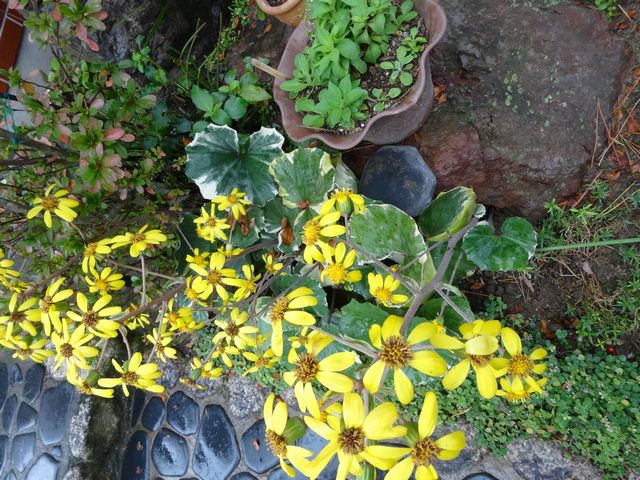 DSC00516.JPG