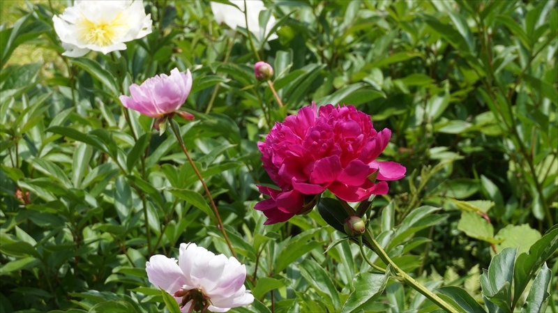 20150525 11025701.JPG