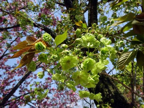 造幣局通り抜け　御衣黄ぎょいこう  (3).JPG