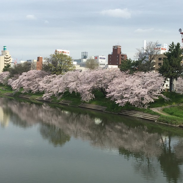 2016桜１.jpg