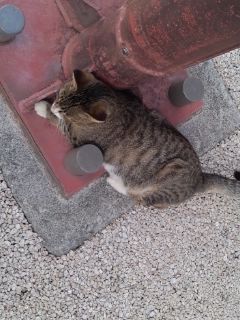 沖縄某所の猫2011