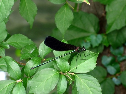 ハグロトンボを見かけました ハグロトンボ 羽黒蜻蛉 は 名前の通りの黒い翅をひらひらさせながら蝶のように飛びます しろうと自然科学者の自然観察日記 楽天ブログ