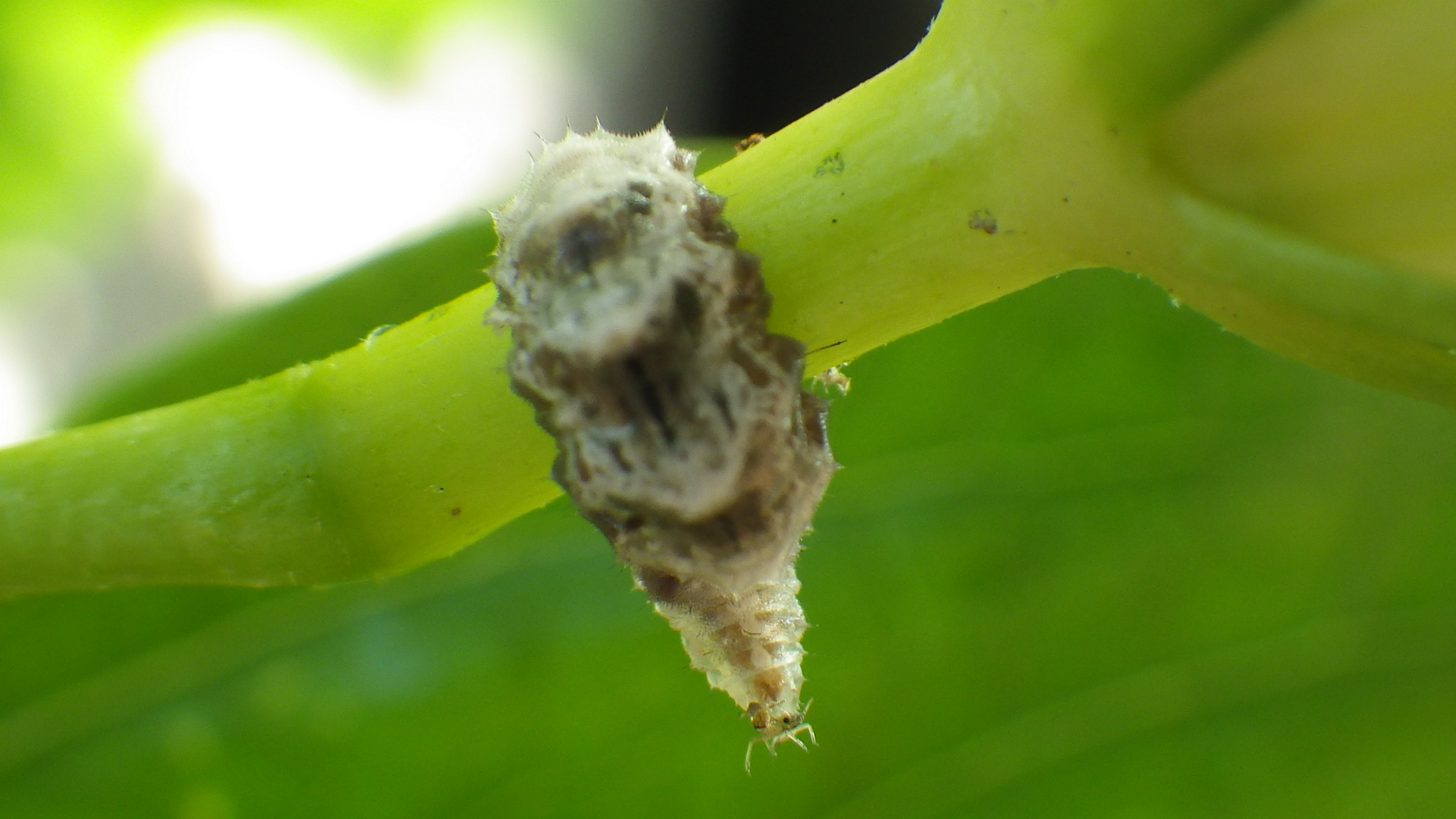 ヒラタアブの幼虫