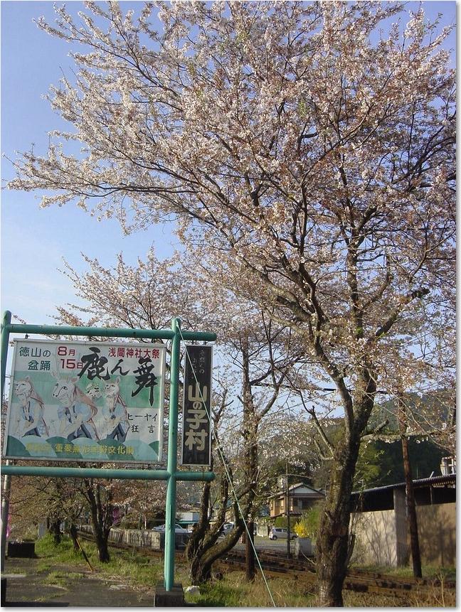 65桜の巨木.jpg