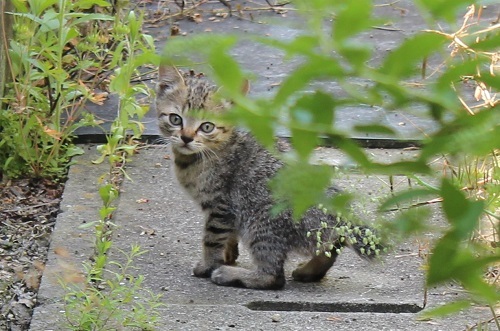 最後の子猫 (2) - コピー.JPG