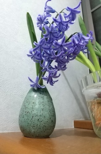 水栽培していたヒヤシンスを地植えにしました V ネコ様とガーデニング 楽天ブログ