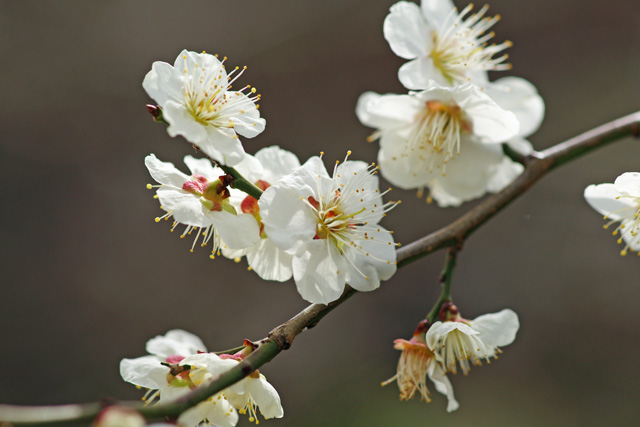 0310ume.jpg