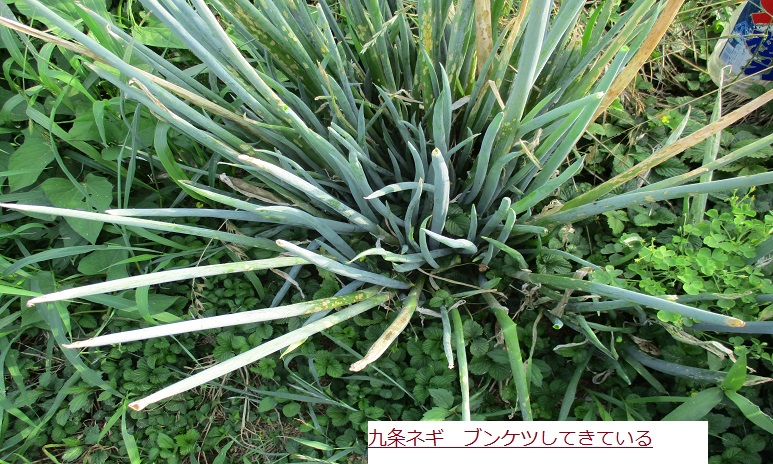 ねぎ.JPG
