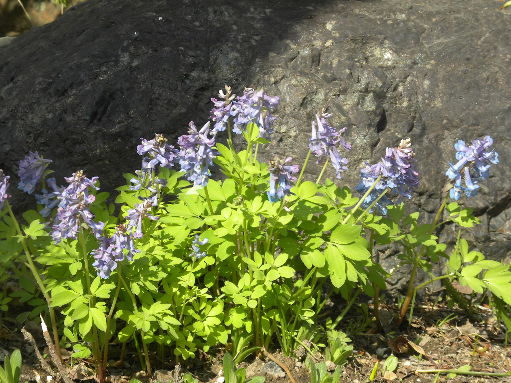 DSCN1103.JPG