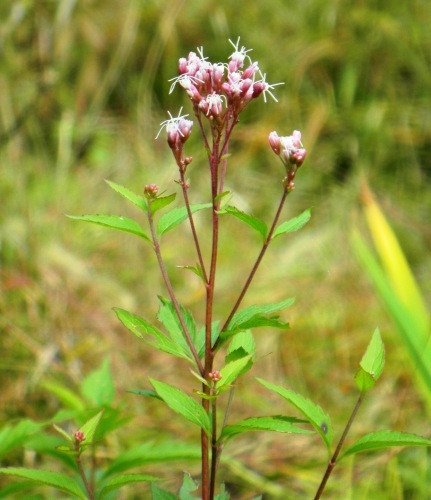 09フジバカマ (3)(V.2012_10_26__10_42_27).jpg