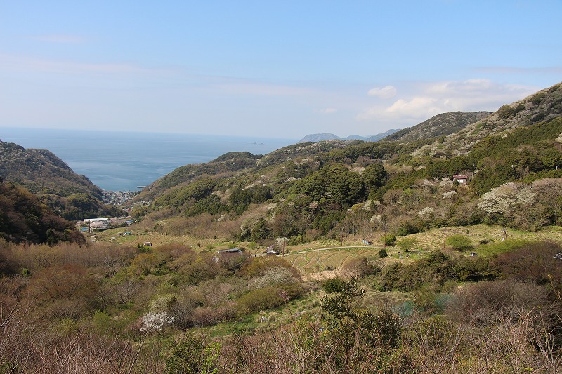 40215松崎町石部の棚田全貌.jpg