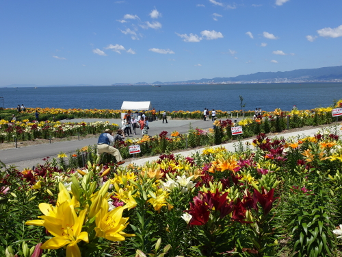 7　舞洲ゆり園入園直後の風景.JPG