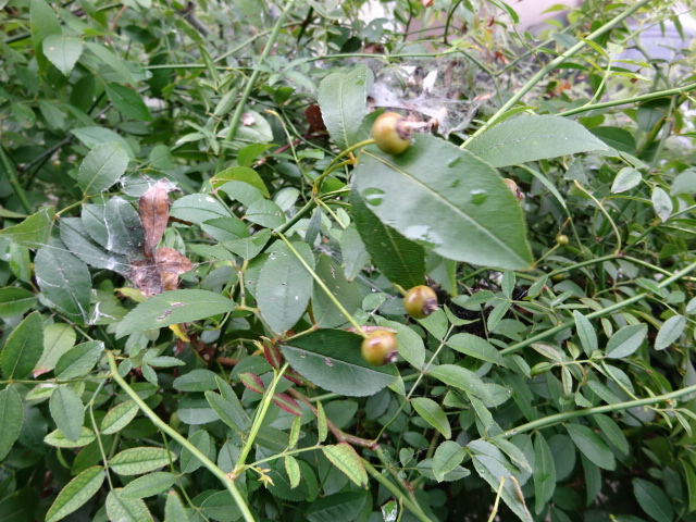 DSC07785.JPG