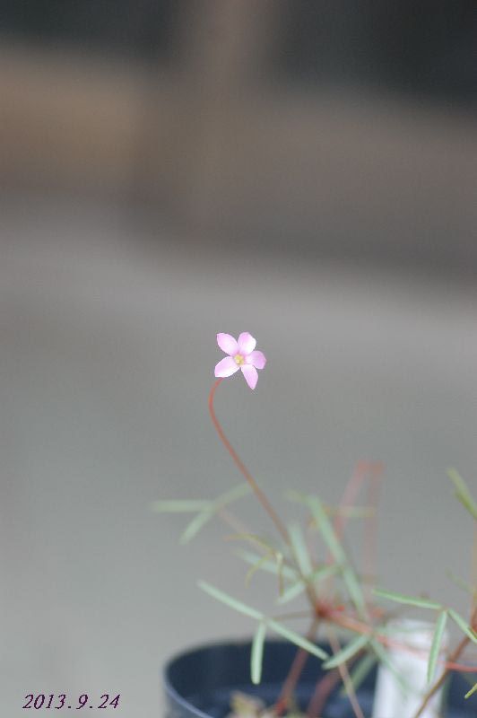 DSC_9471(V.2013_09_24__06_25_47).jpg