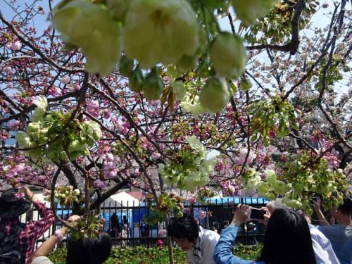 造幣局通り抜け (28).JPG