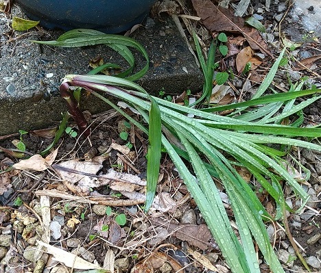 折れたタカサゴユリの球根を移植しました v ネコ様とガーデニング 楽天ブログ 折れたタカサゴユリの球根を移植しました v ネコ様とガーデニング 楽天ブログ