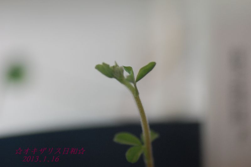 DSC_5938.JPG