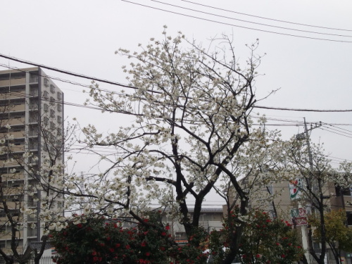 咲いている白桜