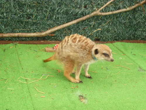 矯正展、移動動物園