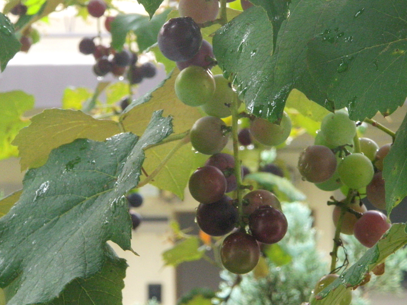 葡萄.JPG