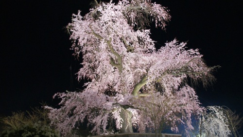 八坂の夜桜.jpg