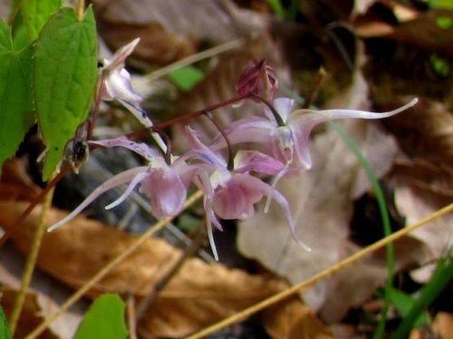 イカリソウの花 イカリソウの花言葉 旅立ち 人生の出発 は 船の碇を引き上げたような花の姿から船出をあらわすものだそうです 昭和記念公園での自然観察 その7 しろうと自然科学者の自然観察日記 楽天ブログ