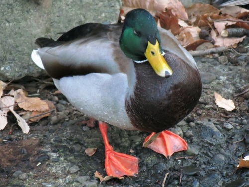 4ページ目の 野鳥たち しろうと自然科学者の自然観察日記 楽天ブログ