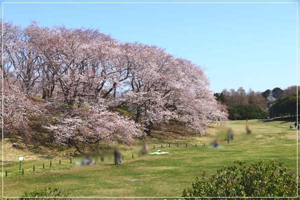 根岸森林公園とお花見色々 ちょびハウス 楽天ブログ